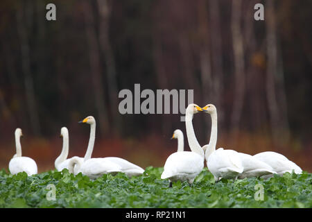 Whooper swans (Cygnus cygnus) feeding and having rest. Europe, Estonia Stock Photo