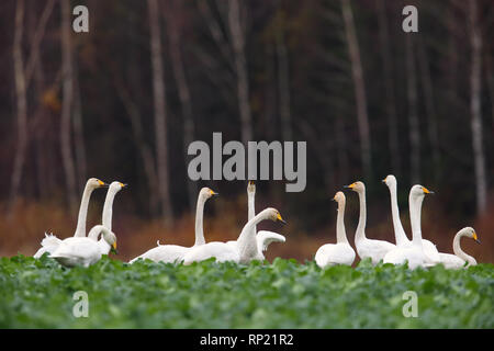 Whooper swans (Cygnus cygnus) feeding and having rest. Europe, Estonia Stock Photo