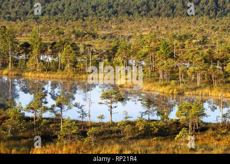 Image of swampy areas of northern Europe Stock Photo