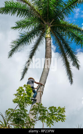 Adult male climbs tall coconut tree with rope to get coco nuts. Harvesting and farmer work in caribbean countries Stock Photo