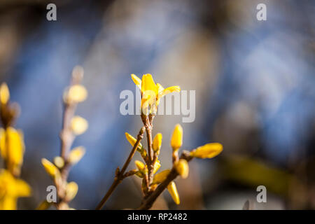 Yellow flowers on the branch in the autumn. Flowers on branches of wood with blurred background. Shallow depth of view with sharp focus on flowers Stock Photo