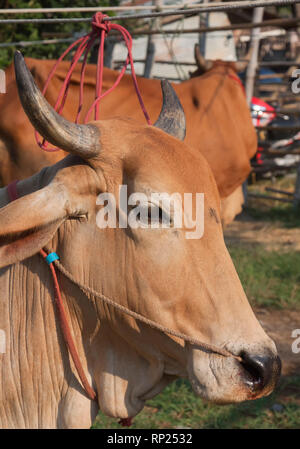 zebu, bos primigenius indicus or bos indicus or bos taurus indicus,  known as indicine cattle or humped cattle, animal market in Thailand Stock Photo