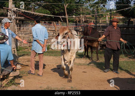 zebu, bos primigenius indicus or bos indicus or bos taurus indicus,  known as indicine cattle or humped cattle, animal market in Thailand Stock Photo