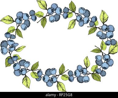 Vector Blueberry blue and green engraved ink art. Berries and green leaves. Frame border ornament square. Stock Vector