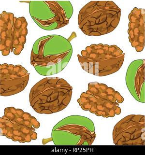 Vector illustration ripe walnut on white background Stock Vector