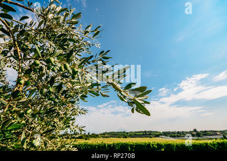 Ripe olives on olive trees, blue sky in background near Lake Garda, Italy. Stock Photo