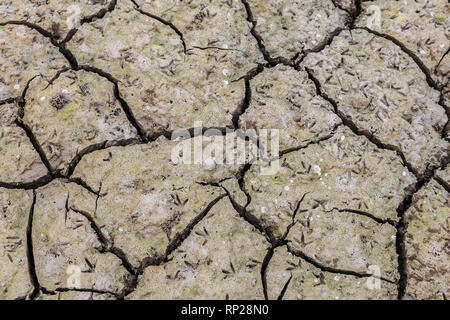 Cracked earth on dray season, Image of drying mud which can be used as background or pattern. Stock Photo