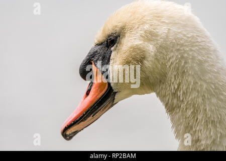 A Closeup White Swan with Fine Fishing Wire Around Neck Stock Photo - Image  of environment, habitat: 158534032