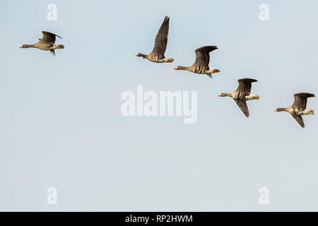 Elsfleth, Germany. 20th Feb, 2019. Greylag geese fly over the Wesermarsch. Credit: Mohssen Assanimoghaddam/dpa/Alamy Live News Stock Photo