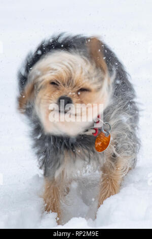 Wallingford, USA. 20th Feb, 2019. A Yorkshire terrier / Jack Russel - Canis lupus familiaris - Mixed breed dog plays in the snow during winter storm Petra Credit: Don Mennig/Alamy Live News Stock Photo