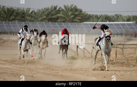 (190221) -- JERICHO, Feb. 21, 2019 (Xinhua) -- Palestinian equestrians ride their horses during a local competition in the West Bank city of Jericho, on Feb. 15, 2019. Once every two weeks prior to spring time in the West Bank, hundreds of Arabian horses and their riders gather at a horse riding competition for their spots in the 11th national championship scheduled for April. This year, nearly 200 original Arabian horses joined the qualification race which includes 13 categories. The equestrians need to ride their horses for a 1,000-meter race and compete for record timings. (TO GO WI Stock Photo