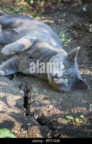 Russian Blue Cat laying on the ground Stock Photo