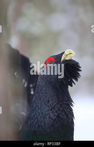 Male Western capercaillie (Tetrao urogallus) displaying in pine forest.