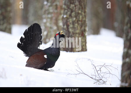 Male Western capercaillie (Tetrao urogallus) displaying in pine forest.