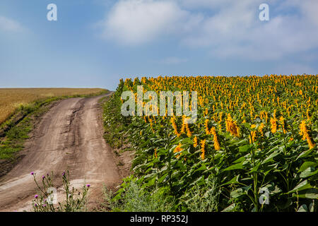 Road by the field of blooming sunflowers against the blue sky on a sunny day. Agricultural plants in the fields of the farm in the summer season. Stock Photo