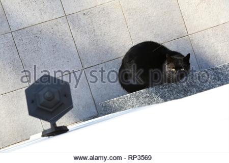 A black cat looks up the side of a house in Germany Stock Photo
