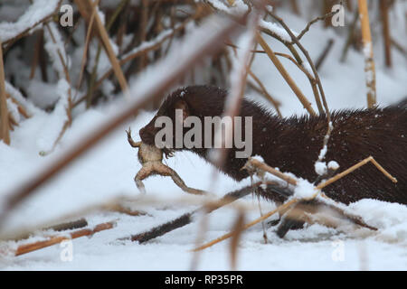 American Mink (Neovison vison) feeding on Common frog (Rana temporaria), Europe Stock Photo