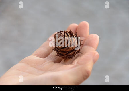 a hand holding a pine cone Stock Photo