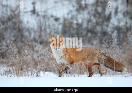 Red Fox (Vulpes vulpes) in winter. Europe Stock Photo