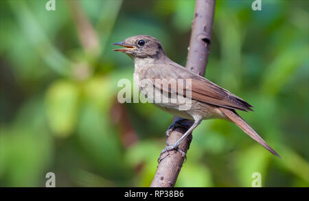 Young Thrush nightingale sits on small branch in a hot weather Stock Photo