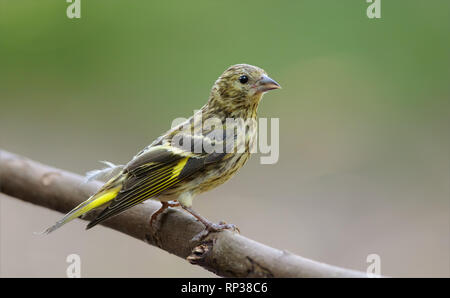 Young Eurasian siskin sitting on a willow branch