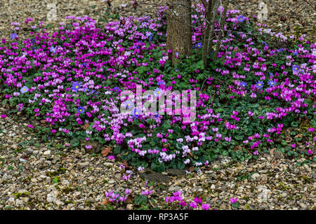 Eastern sowbread (Cyclamen coum) and winter windflower (Anemone blanda) growing around the base of a tree Stock Photo