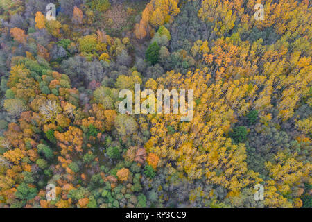 Aerial view to colorful boreal forest, autumn. Stock Photo