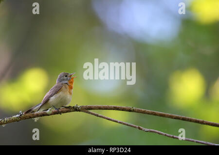 Male Red-breasted Flycatcher (Ficedula parva) in spring. Europe Stock Photo