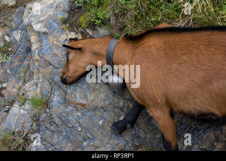 Goat (Capra aegagrus hircus) scratching itself on a tuft of heather, near Kleine Scheidegg, Bernese Oberland, Switzerland Stock Photo