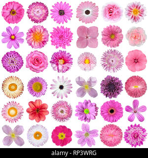 Big Selection of Various Pink, Purple, White and Red Flowers Isolated on White Background. Flowers type are rose, dahlia, marigold, zinnia, strawflowe Stock Photo