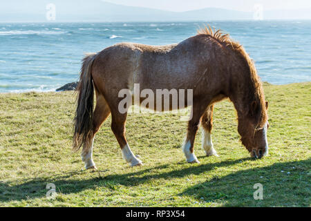 Wild horses grazing on Llanddwyn Island, a peninsula on Anglesey Stock ...