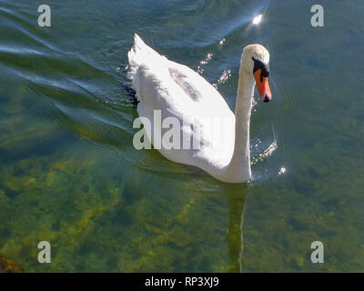 White swan swimming in crystal clear lake water close up Stock Photo