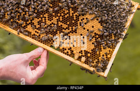 Frame of a hive with open and closed cells of a honeycomb and bees. queen cells for queen bee breeding Stock Photo
