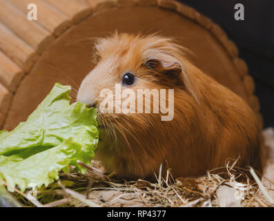 Can guinea pigs eat lettuce leaves best sale