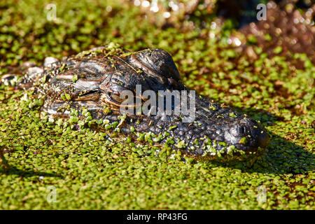 Young Alligator in the Duckweed Stock Photo