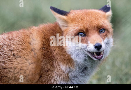 Red Fox United Kingdom Stock Photo