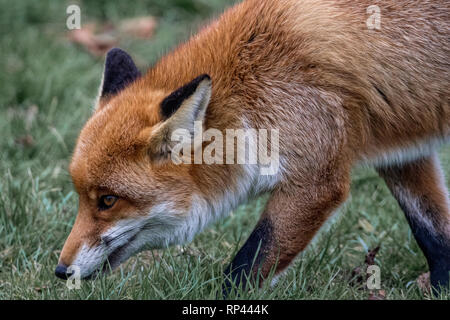 Red Fox United Kingdom Stock Photo
