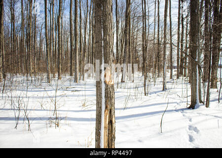 A winter forest. Stock Photo