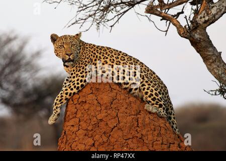 Leopard (Panthera pardus) on a termite hill – Namibia Africa Stock Photo