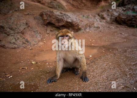 Barbary Macaque Monkey sitting on ground in the great Atlas mountain forests with green leaves on the background of Ouzoud waterfalls, Morocco, Africa Stock Photo