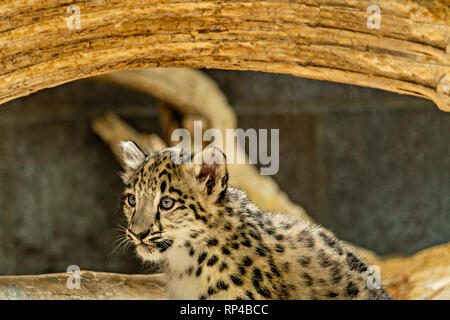 Snow Leopard Cub Stock Photo