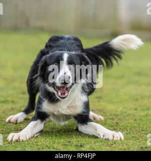 border collie playing Stock Photo