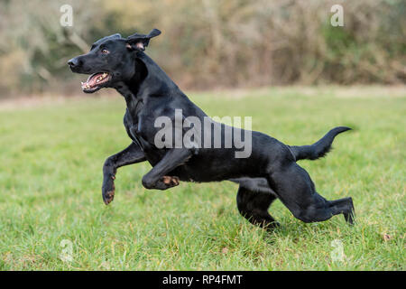 black labrador retriever running Stock Photo