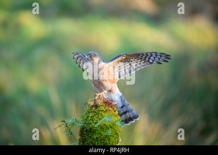 Sparrowhawk, Accipiter nisus, Dumfries Galloway, Scotland