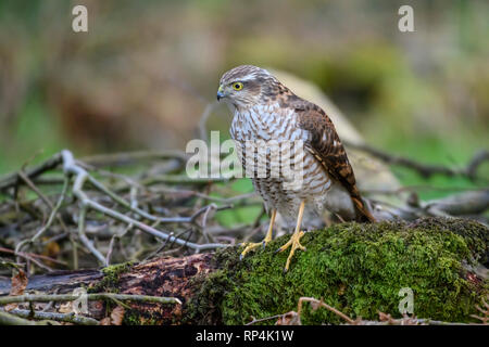 Young Sparrowhawk, Accipiter nisus, Dumfries & Galloway, Scotland Stock Photo