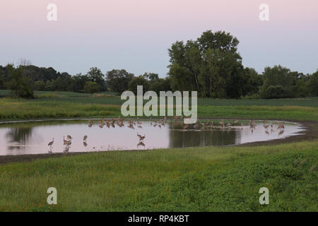 A flock of Sandhill Cranes wading in a pond in a field using a soft focus, in Antioch, Illinois, USA Stock Photo