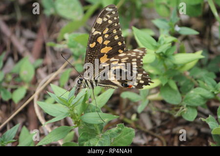 Citrus Swallowtail (Papilio demodocus) in the coastal bush of Diani Beach, Kenya Stock Photo