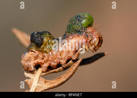 Caterpillar infected by a virus Stock Photo