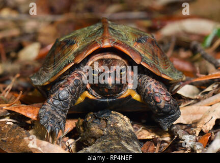 Ryukyu Black-breasted Leaf Turtle, Geoemyda japonica Stock Photo - Alamy