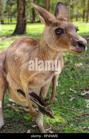 kangaroo mother with baby in bag, australia animal portrait Stock Photo